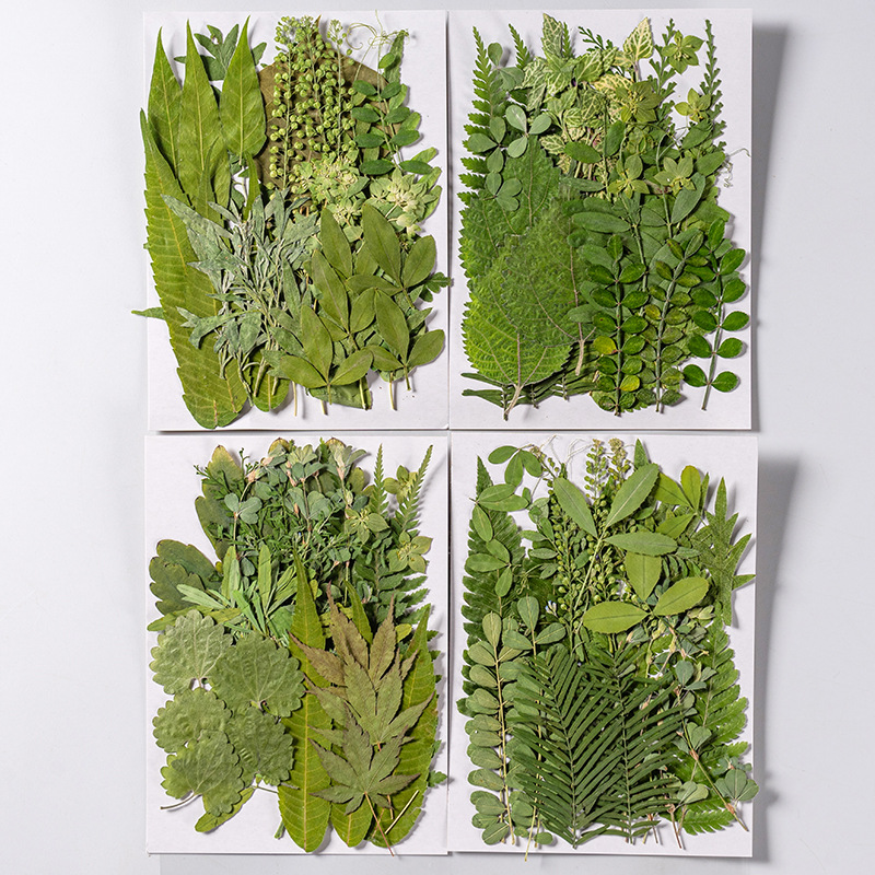 1 セット 35 個押し花ドライフラワー混合葉ハーバリウム樹 - Dried Flower Bulk のレビューと価格